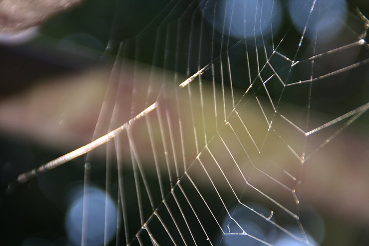 Spider's web