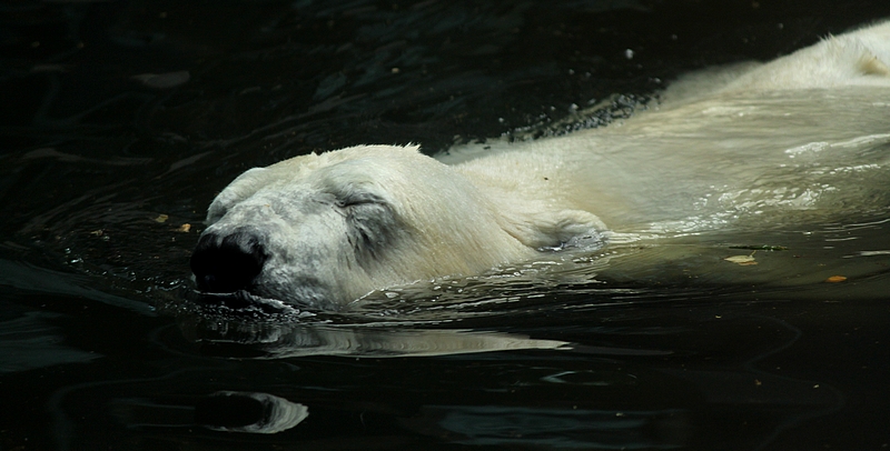 Polar bear is love