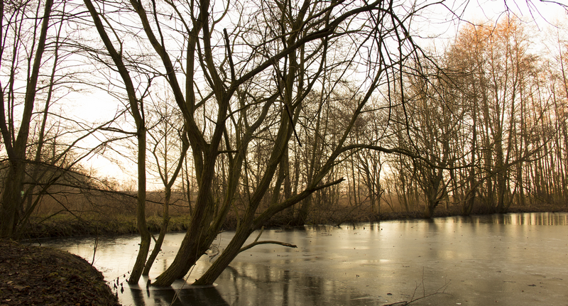 Winter pond