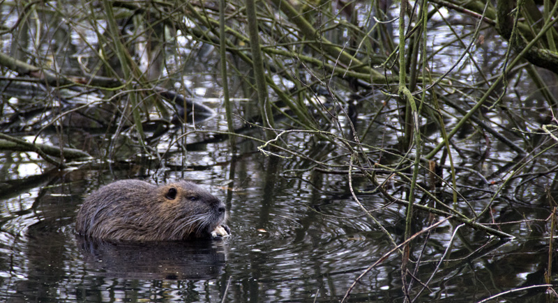 Coypu II.