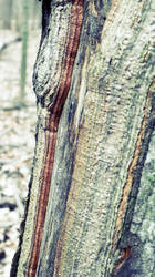 Tree Bark