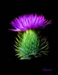 Thistle flower by Linaewen28