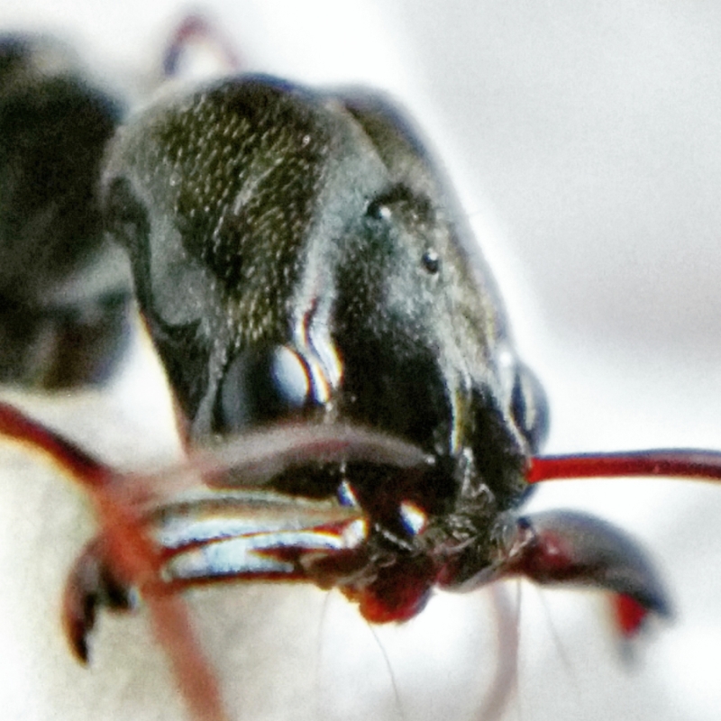 Head of an ant