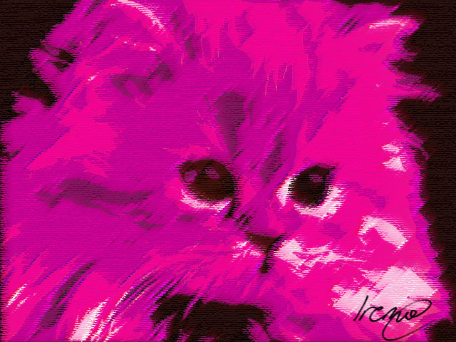 Pink cat