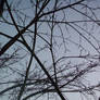 Branches across the Sky 2