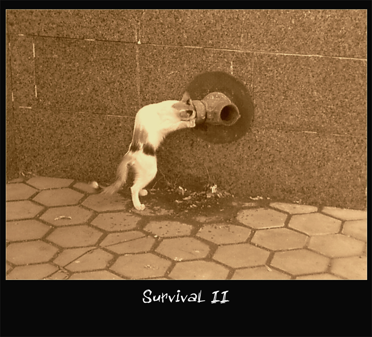 Survival II