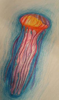 Jellyfish