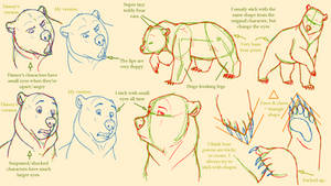 Basic bear anatomy