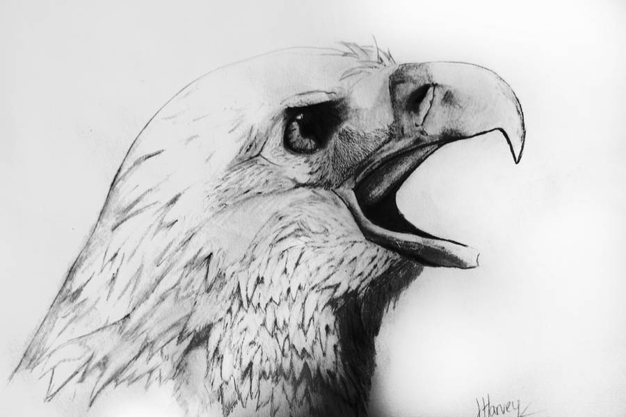 Bald Eagle Pencil Drawing by TheConclusion