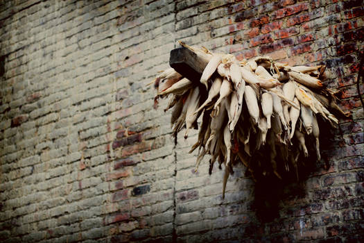 Drying Corn.