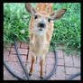 Baby Deer 1