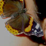 Borboleta