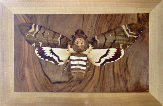 Death's-head Hawkmoth inlay