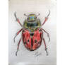 Little scarab