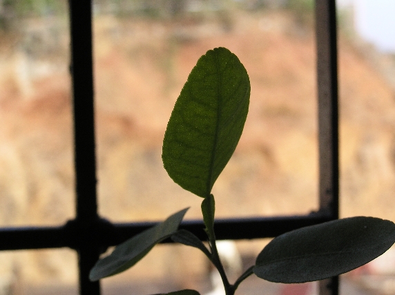 Lime Leaf