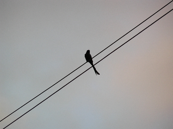 Bird on a wire