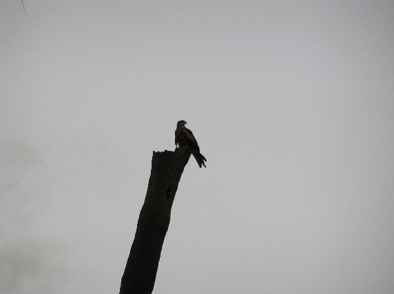 Solitary Raptor