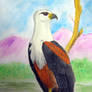 African Fishing Eagle