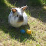 rabbitly easter! ::.