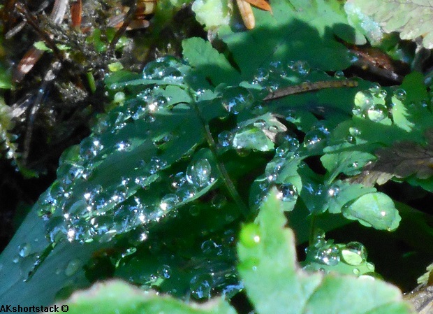 Leaf Shimmer