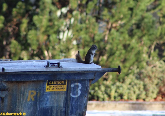 Rebel Squirrel