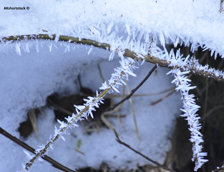 Winter Branches