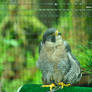 Peregrine