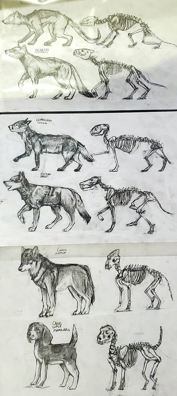 Wolf evolution line by AngelenesArt on DeviantArt