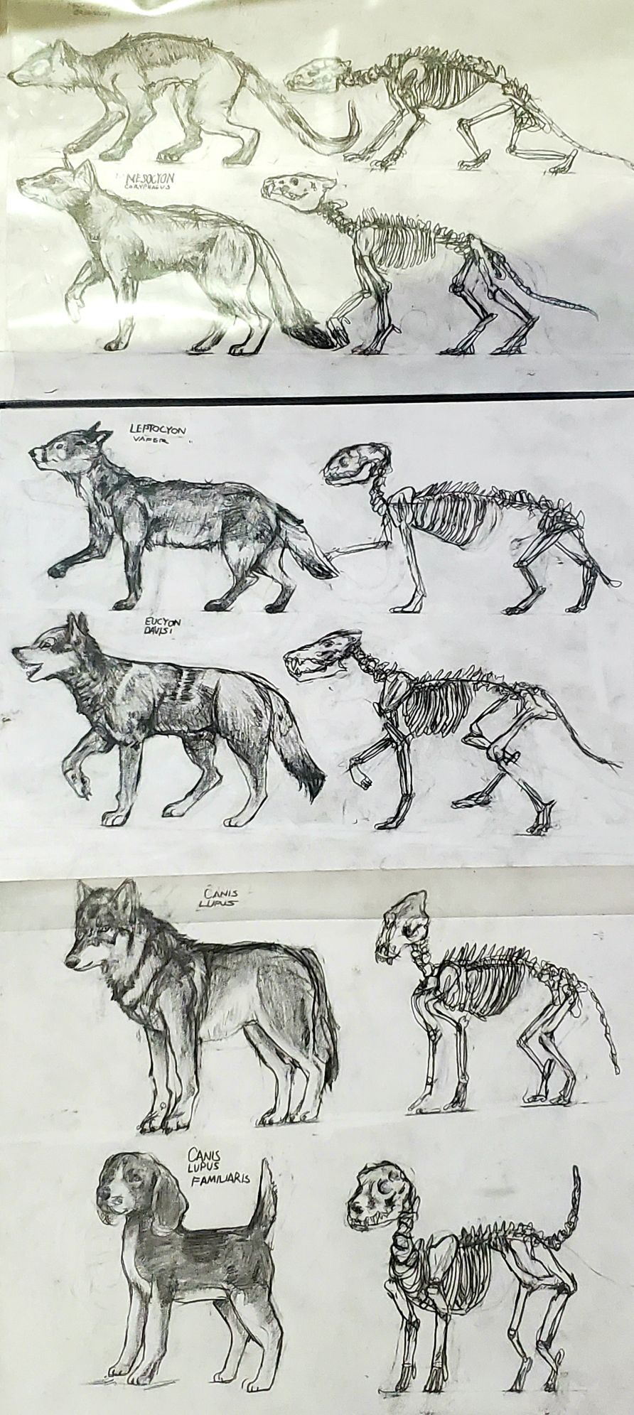 Parallel Evolution Example Wolves Wolf evolution line by AngelenesArt on DeviantArt