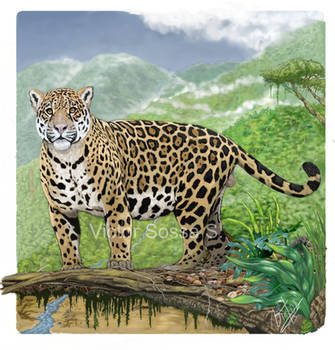 Panthera onca    Jaguar