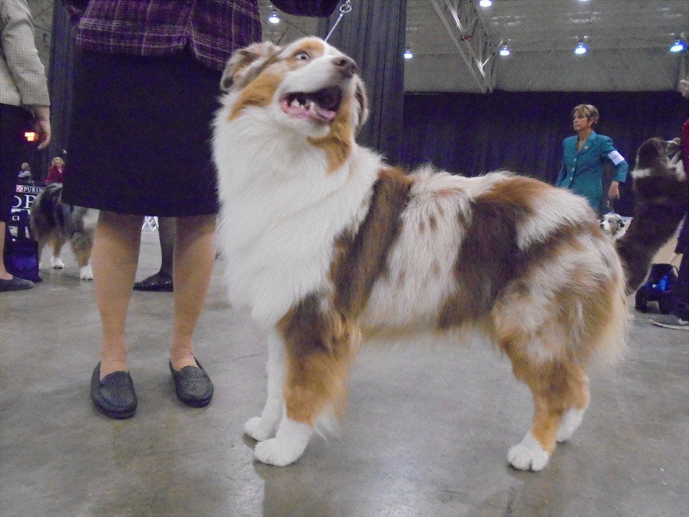 Red Merle Australian Shepherd