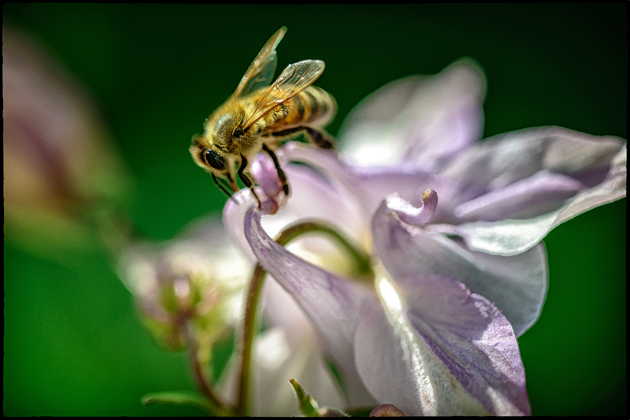 The busy bee