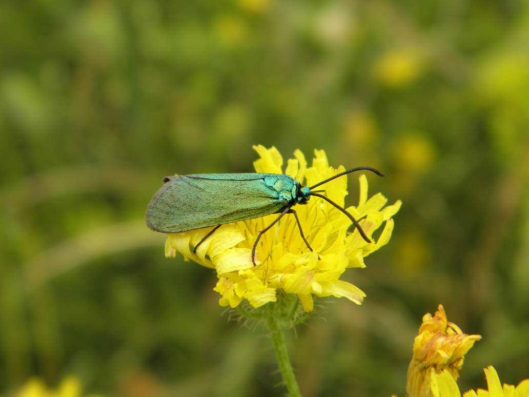 Photographed insect, spring time in Karlovo BG by pipetko on DeviantArt
