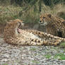 Cheetah Chilling 4