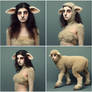 Sheep TF Sequence 4