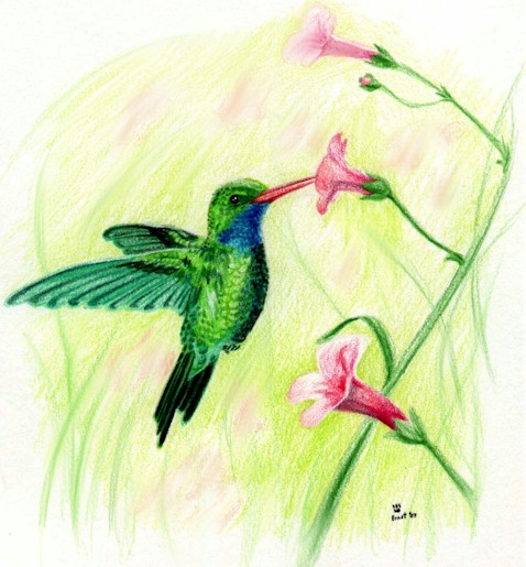 Hummingbird and Green