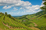 Beautiful Vineyards by ErwinStreit