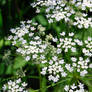 Spring Snowflakes