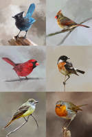 Study of birds