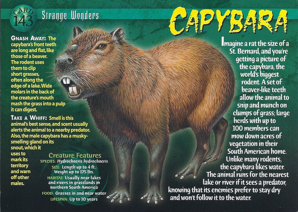 Rust Capybara SW #143 Capybara (front) by Frylock921 on DeviantArt