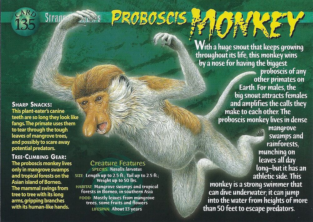 SW #135 Proboscis Monkey (front) by Frylock921 on DeviantArt