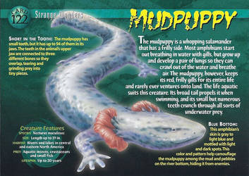 Explore The Best Mudpuppy Art DeviantArt