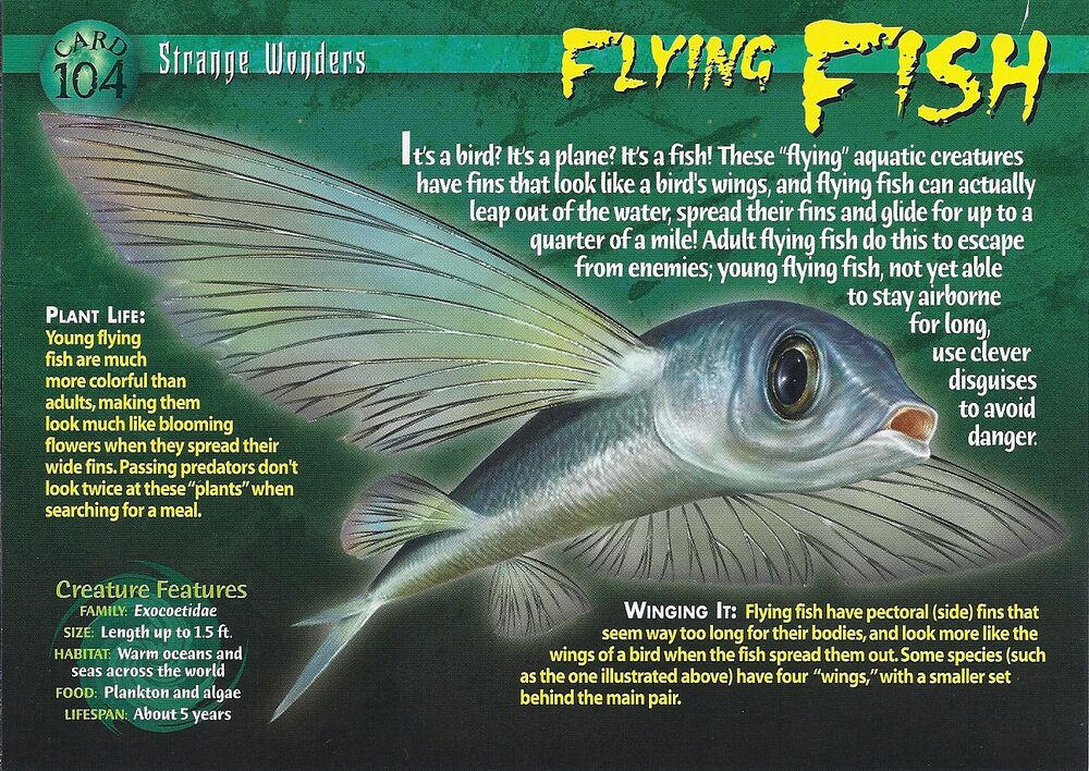 SW #104 Flying Fish (front) by Frylock921 on DeviantArt