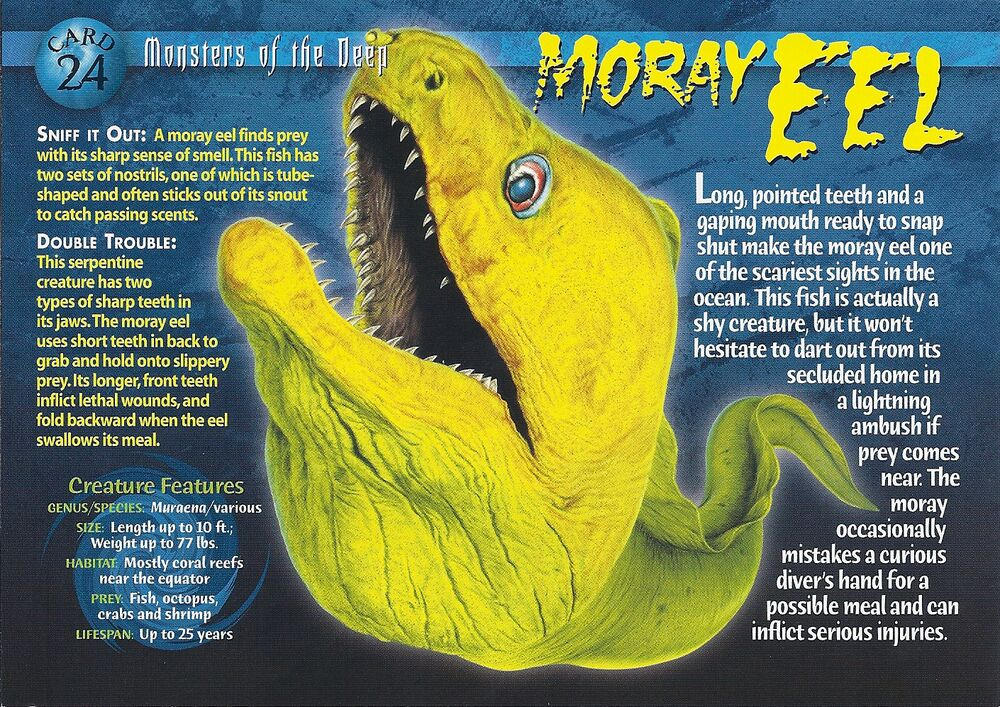 MOTD #24 Moray Eel (front) by Frylock921 on DeviantArt
