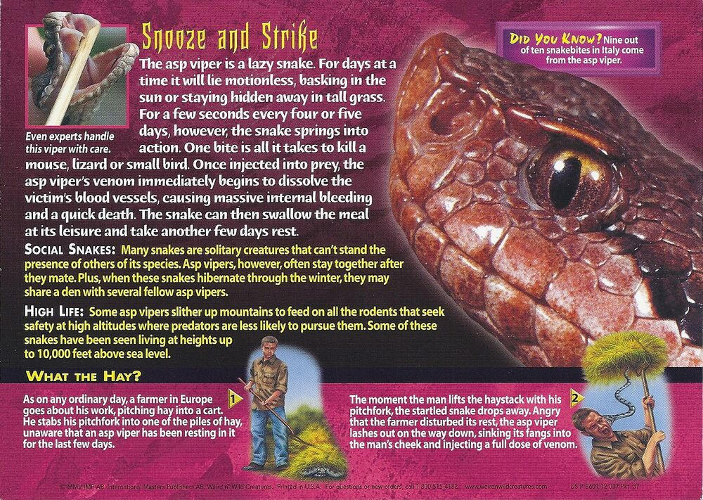 Toxic T #42 Asp Viper (back) by Frylock921 on DeviantArt