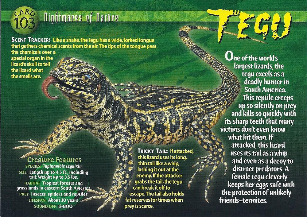 NON #103 Tegu (front) by Frylock921 on DeviantArt