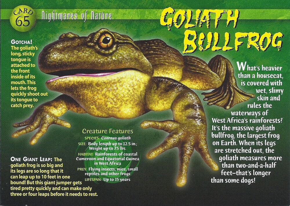 NON #65 Goliath Bullfrog (front) by Frylock921 on DeviantArt