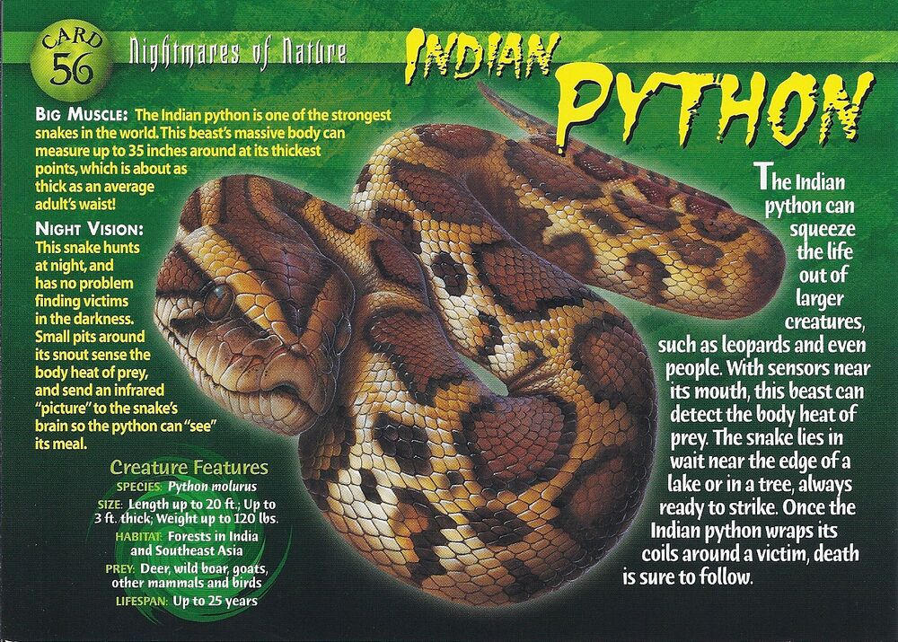 NON #56 Indian Python (front) by Frylock921 on DeviantArt