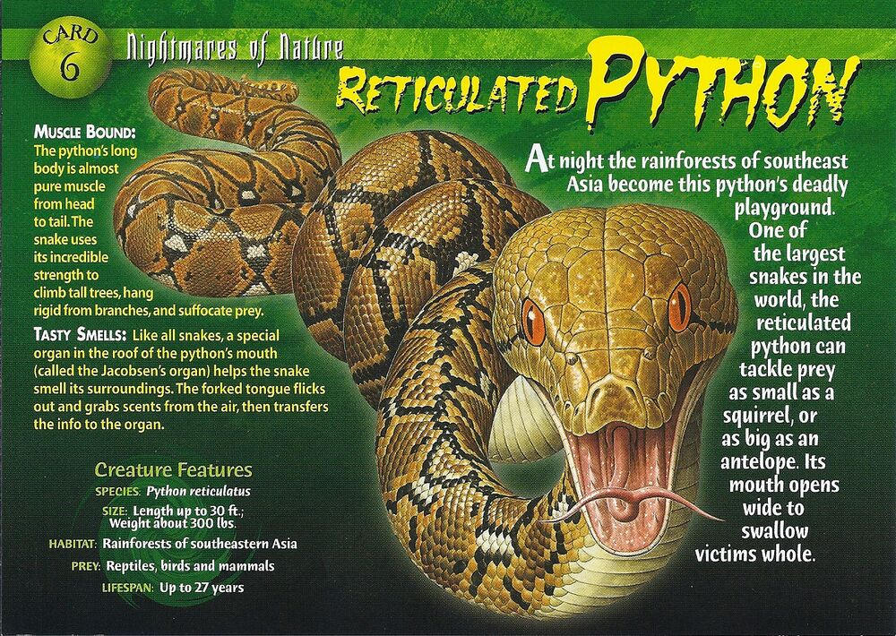 NON #6 Reticulated Python (front) by Frylock921 on DeviantArt