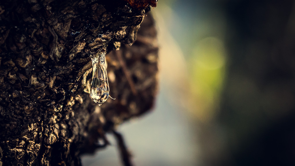 Tree Sap